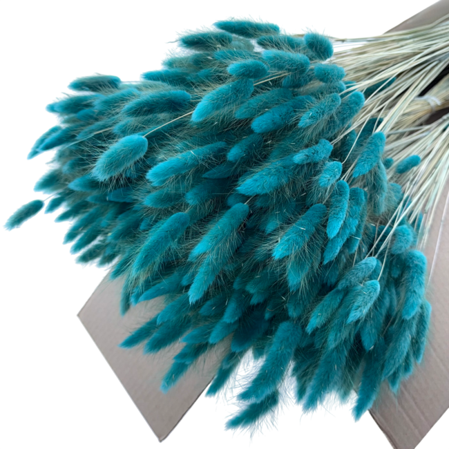 Bright Petrol Lagurus droogbloemen | Lengte ± 65 centimeter | Gewicht ± 100 gram