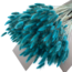 Bright Petrol Lagurus droogbloemen | Lengte ± 65 centimeter | Gewicht ± 100 gram