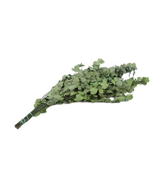 4A Gepreserveerde Eucalyptus Stuartiana | Kleur: Groen | Droogdecoratie | Lengte ± 65 centimeter | Gewicht 150 gram | Per bos