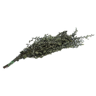 4A Preserved Eucalyptus Parvifolia | Colour: Green | Dried Decoration | Length ± 65 centimetres | Weight 150 grams | Per bunch