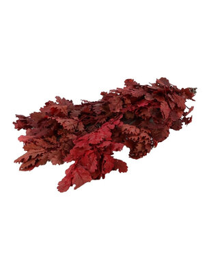 4A Konservierte Eiche | Farbe: Rot | Trockenblumen | Länge ± 55 Zentimeter | Gewicht 200 Gramm | Pro Bund