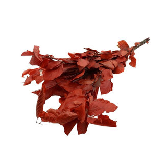 4A Konservierte Buche | Farbe: Rot | Trockenblumendekoration | Länge ± 80 Zentimeter | Gewicht 150 Gramm | Pro Bund