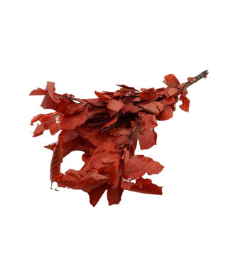 4A Hêtre Préservé | Couleur : Rouge | Décoration Sèche | Longueur ± 80 centimètres | Poids 150 grammes | Par bouquet