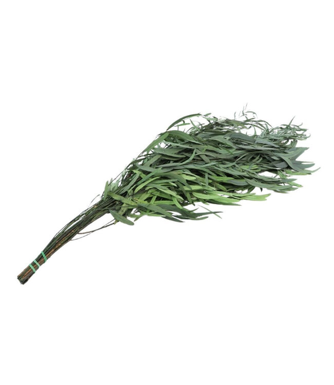 Eucalyptus Nicoly préservé | Couleur : Vert | Décoration séchée | Longueur ± 65 centimètres | Poids 150 grammes | Par bouquet