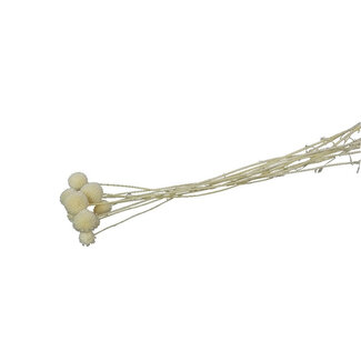 4A Gepreserveerde Craspedia | Kleur: Wit | Droogdecoratie | Lengte ± 50 centimeter | Gewicht 30 gram | 10 takken per bos | Per bos