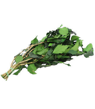 4A Preserved Hedera Ivy | Colour: Green | Dried Decoration | Length ± 65 centimetres | Weight 150 grams | Per bunch