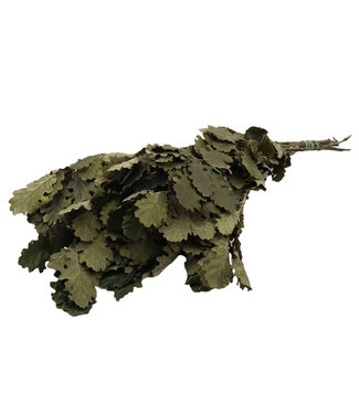 4A Preserved Oak | Colour: Green | Dry Decoration | Length ± 55 centimetres | Weight 200 grams | Per bunch