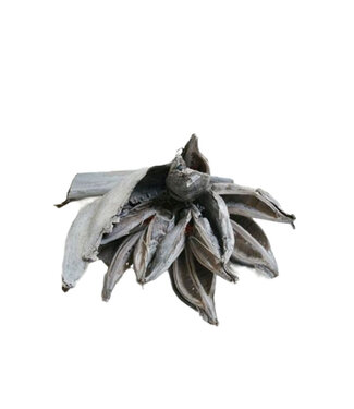 4A Sororoca Penca Séchée | Couleur : Blanc Naturel | Décoration Séchée | Longueur 35 centimètres | Par pièce