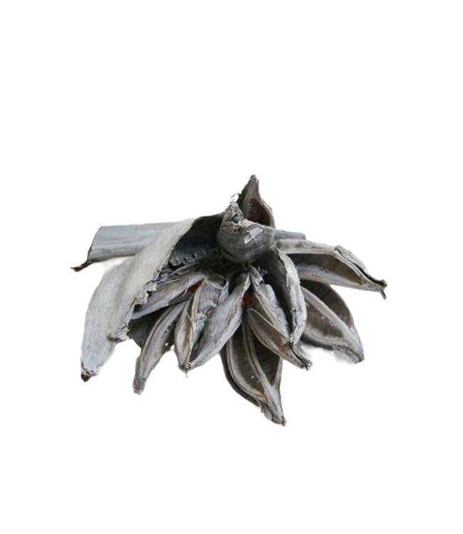 Dried Deco Sororoca Leaf | Colour: Natural White | Dried Decoration | Length 35 centimetres | Per piece