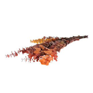 4A Eucalyptus Stuartiana Préservé | Couleur : Couleurs Mixtes | Décoration Sèche | Longueur ± 65 centimètres | Poids 150 grammes | Par bouquet