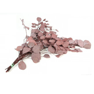 4A Gepreserveerde Eucalyptus Populus | Kleur: Rood | Droogdecoratie | Lengte ± 65 centimeter | Gewicht 150 gram | Per bos