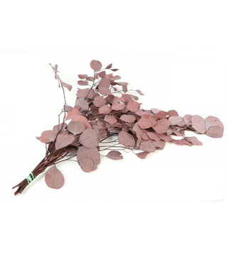 4A Gepreserveerde Eucalyptus Populus | Kleur: Rood | Droogdecoratie | Lengte ± 65 centimeter | Gewicht 150 gram | Per bos