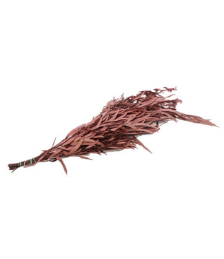 4A Eucalyptus Nicoly préservé | Couleur : Rouge | Décoration séchée | Longueur ± 65 centimètres | Poids 150 grammes | Par bouquet