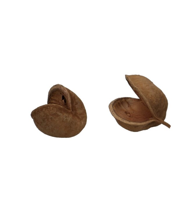 Dried Buddha Nuts | Colour: Brown | Per 5 pieces
