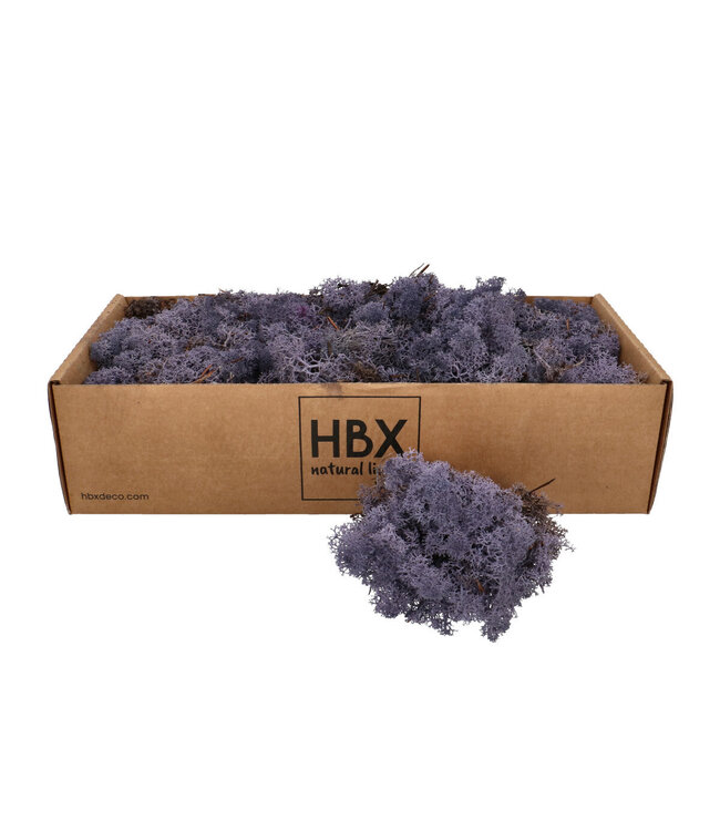 Lichen de renne préservé | Couleur : Lilas | Décoration sèche | Poids 400 - 500 grammes | Par boîte