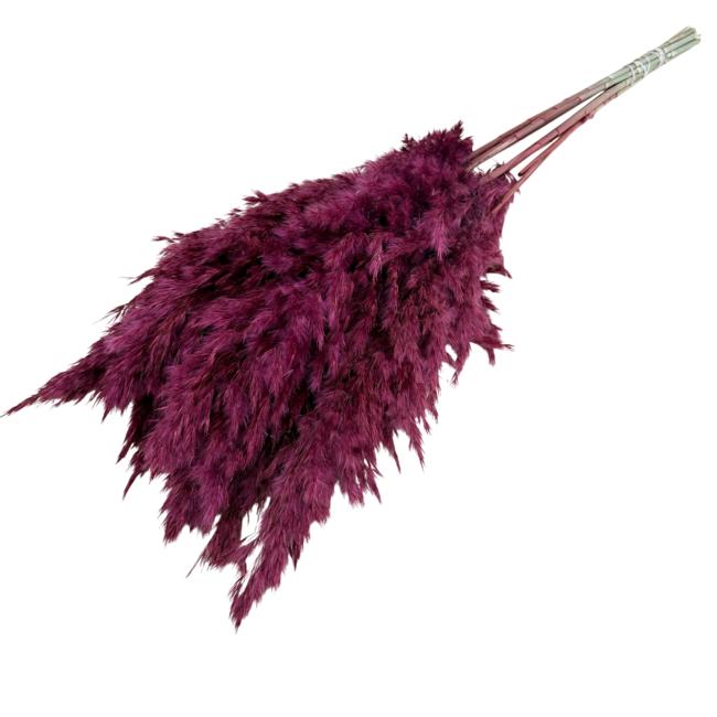 Burgundy dried Pampas plumes | Length ± 70 centimetres | Per 10 stems