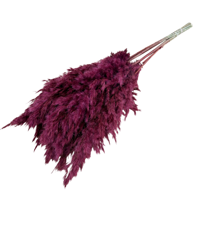 Burgundy gedroogde Pampas pluimen | Lengte ± 70 centimeter | Per 10 takken