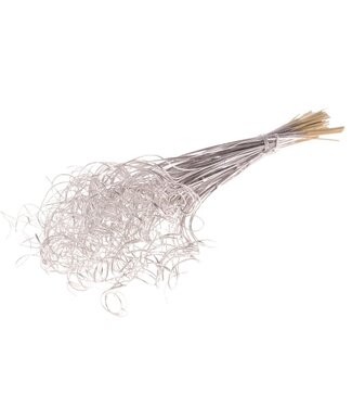 Dutch Dried Zilverkleurige Curly Ting Ting droogbloemen | Lengte ± 60 centimeter | Gewicht ± 100 gram