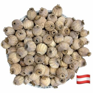 POPPY POWER Austrian poppy heads | Seedless | LIMITED STOCK | Per 1000 grams