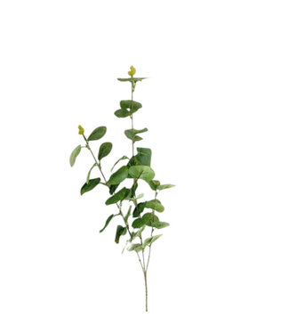 4A Eucalyptus Tak Kunstbloem | Kleur: Lichtgroen | Lengte ± 80 centimeter | Per 10 takken