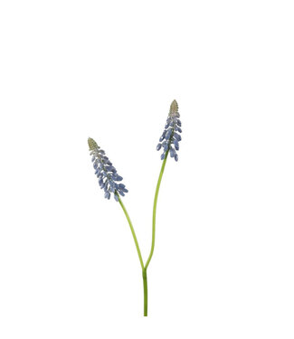 4A Blue Grape Hyacinth Artificial Flower | Colour: Blue | Muscari artificial flowers | Length ± 45 centimetres | Per 12 artificial flowers