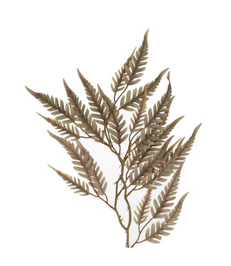 4A Branch of Willow | Colour: Grey | Length ± 70 centimetres | Per 10 branches