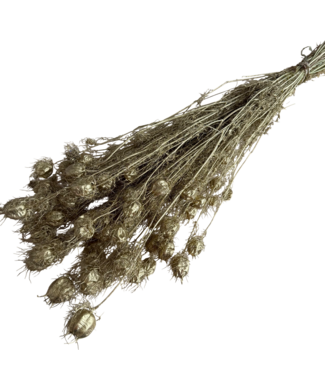 Dutch Dried Goldene Nigella Trockenblumen | Länge ± 55 Zentimeter | Gewicht ± 100 Gramm