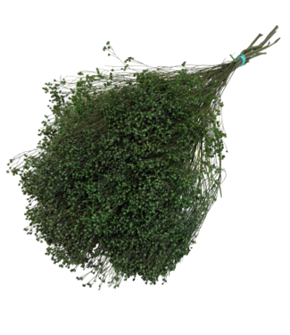 Casa Alegria Bloom de Broom verte séchée verte | Longueur ± 50 centimètres | Poids 100 grammes