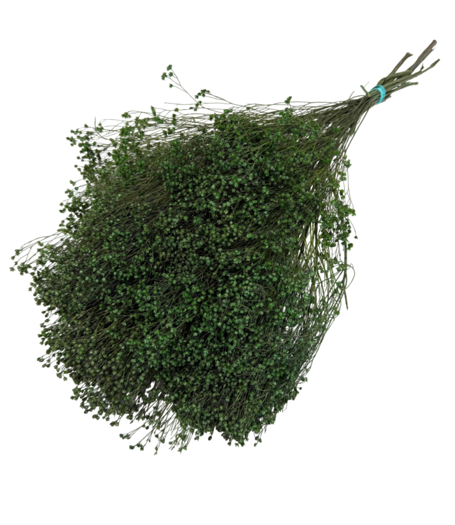 Grüne Broom Bloom Trockenblumen | Länge ± 50 Zentimeter | Gewicht 100 Gramm