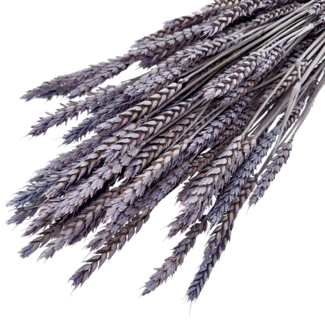 Dutch Dried Frosted Milka Triticum - Wheat dried flowers | Length ± 70 centimetres | Weight ± 175 grams