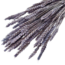 Frosted Milka Triticum - Wheat dried flowers | Length ± 70 centimetres | Weight ± 175 grams