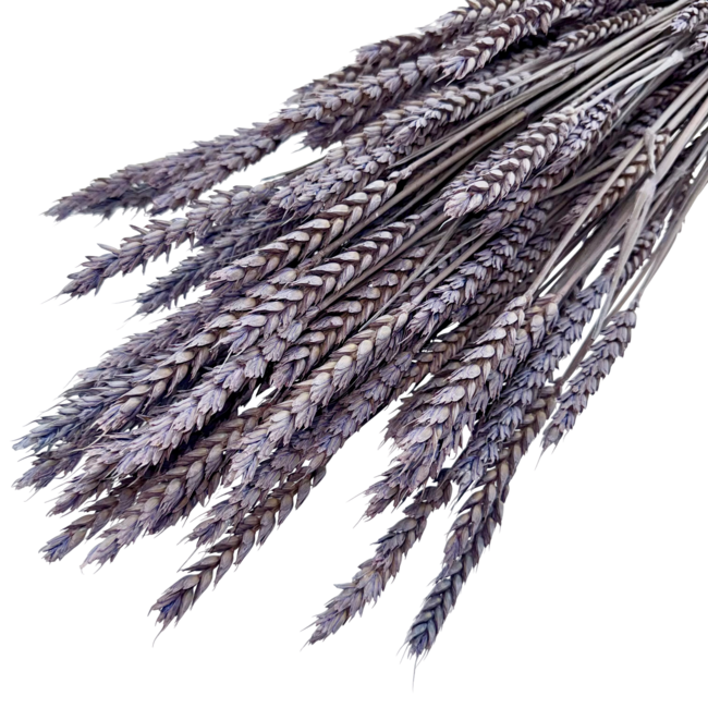 Frosted Milka Triticum - Wheat dried flowers | Length ± 70 centimetres | Weight ± 175 grams