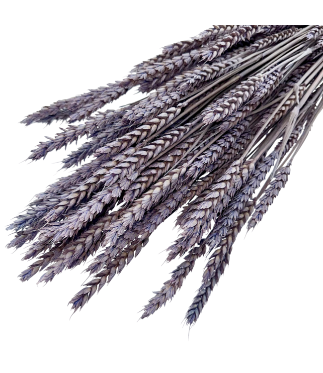 Frosted Milka Triticum - Weizen Trockenblumen | Länge ± 70 Zentimeter | Gewicht ± 175 Gramm