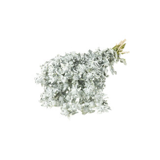 Dutch Dried Witte Carthamus droogbloemen | Lengte ± 65 centimeter | Per 10 takken