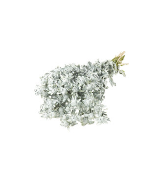 Dutch Dried Carthamus blanc fleurs séchées | Longueur ± 65 centimètres | Par 10 tiges