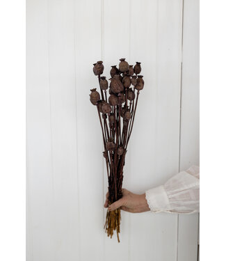 Dutch Dried Brown Papaver Somniferum dried flowers | Length ± 65 centimetres | Weight ± 200 grams