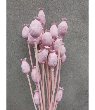 Dutch Dried Roze Misty Papaver Somniferum droogbloemen | Lengte ± 65 centimeter | Gewicht ± 200 gram