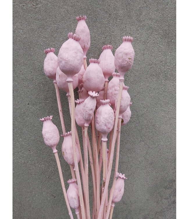 Pavot Somniferum Rose Misty fleurs séchées | Longueur ± 65 centimètres | Poids ± 200 grammes