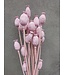 Pavot Somniferum Rose Misty fleurs séchées | Longueur ± 65 centimètres | Poids ± 200 grammes