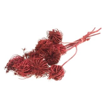 Dutch Dried Red Ammi Majus dried flowers | Length ± 70 centimetres | Per 10 stems
