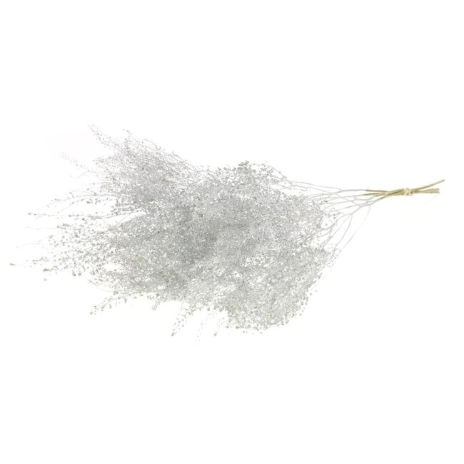 Zilverkleurige Lepidium droogbloemen | Lengte ± 50 centimeter | Gewicht ± 75 gram