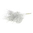 Silver-coloured Lepidium dried flowers | Length ± 50 centimetres | Weight ± 75 grams