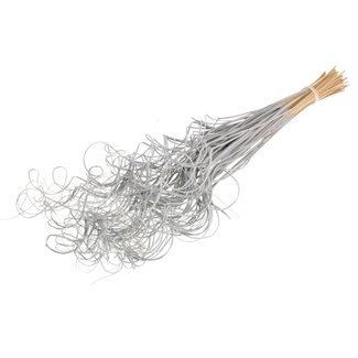 Dutch Dried Ting Ting Curly gris fleurs séchées | Longueur ± 60 centimètres | Poids ± 100 grammes