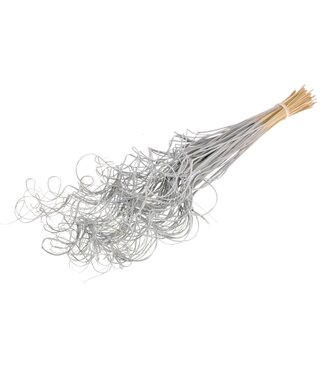 Dutch Dried Ting Ting Curly gris fleurs séchées | Longueur ± 60 centimètres | Poids ± 100 grammes