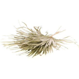 Dutch Dried Naturally dried palm leaf dried flowers | Length ± 65 centimetres | Per 5 stems