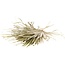Naturally dried palm leaf dried flowers | Length ± 65 centimetres | Per 5 stems