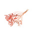 Orange Bupleurum dried flowers | Length ± 55 centimetres | Weight ± 50 grams