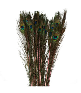 4A Plume de Paon | Couleur : Rose | Longueur 100 centimètres | Par 10 plumes