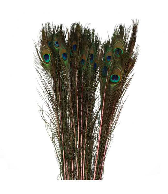 Pfauenfedern | Farbe: Rosa | Länge 100 Zentimeter | Pro 10 Federn