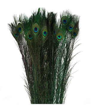 4A Peacock Feathers | Colour: Green | Length 100 centimetres | Per 10 feathers